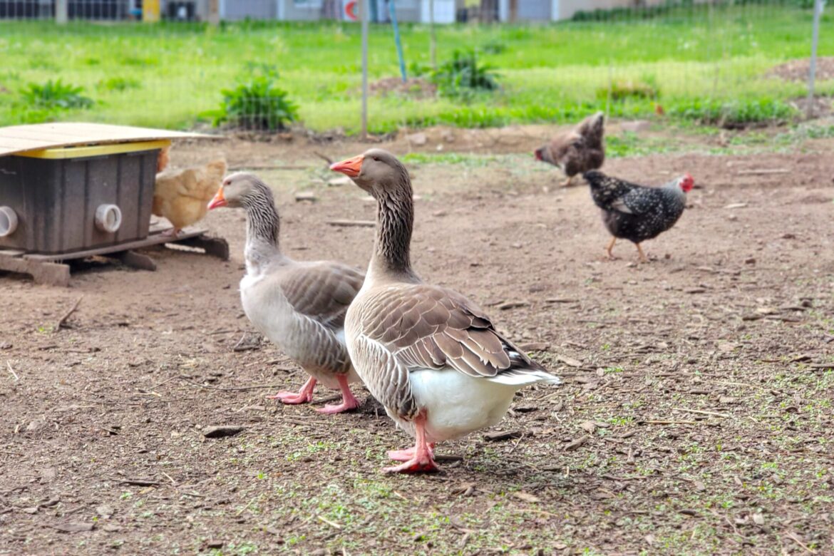 Geese brothers