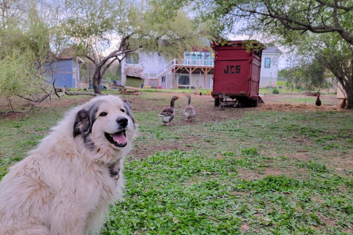 Wisp with geese